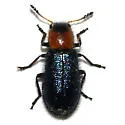 Loedelia maculicollis - photo 2