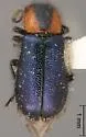 Loedelia maculicollis - photo 3