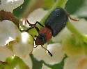 Loedelia maculicollis - photo 4