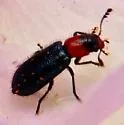 Loedelia maculicollis - photo 5