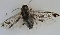Loensia conspersa - photo 4