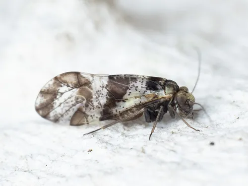 brown-banded barklouse