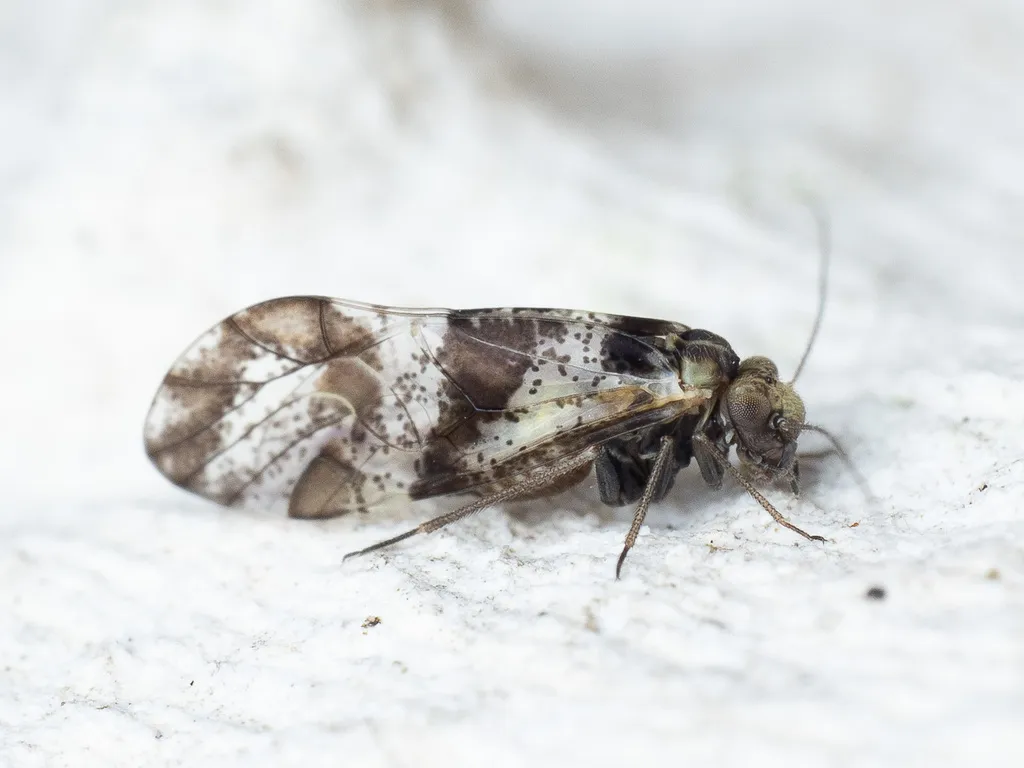 brown-banded barklouse - photo 2