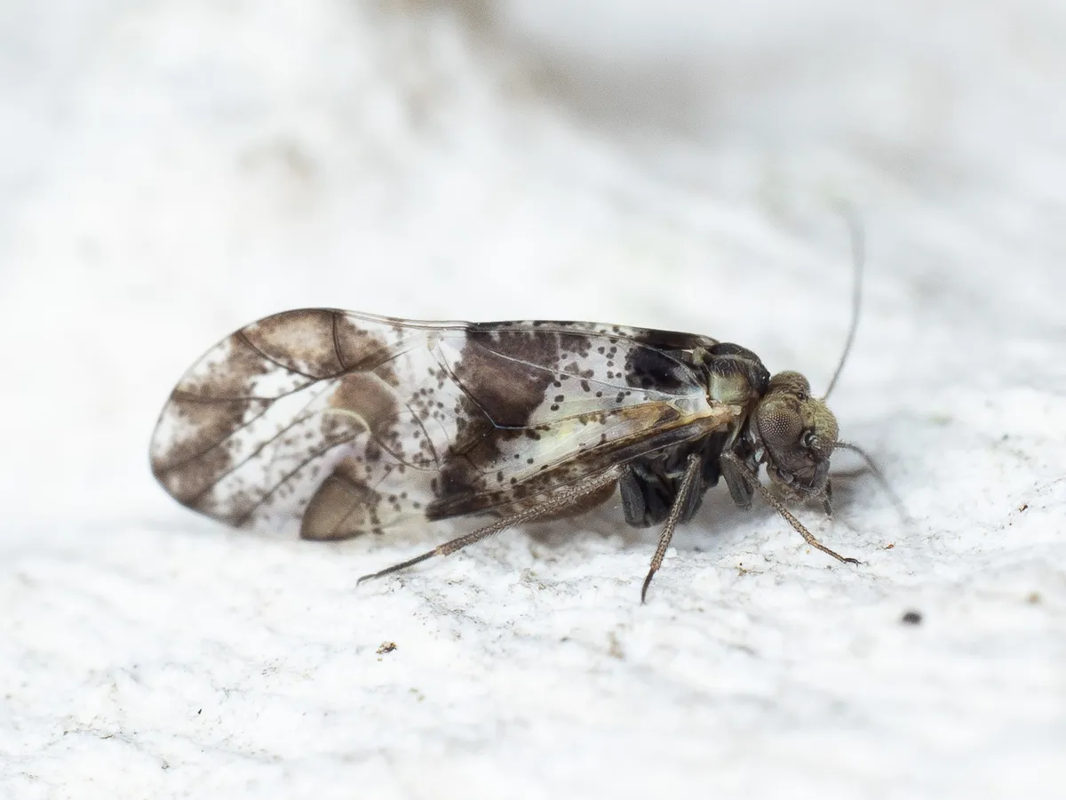 brown-banded barklouse - photo 3