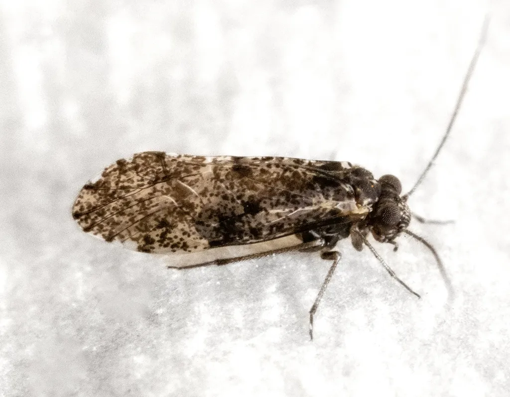 Loensia moesta