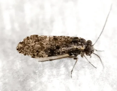 Loensia moesta - photo 2
