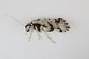 Loensia undescribed - photo 2