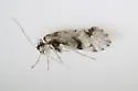 Loensia undescribed - photo 3