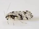 Loensia undescribed - photo 4
