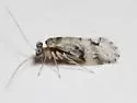 Loensia undescribed - photo 5