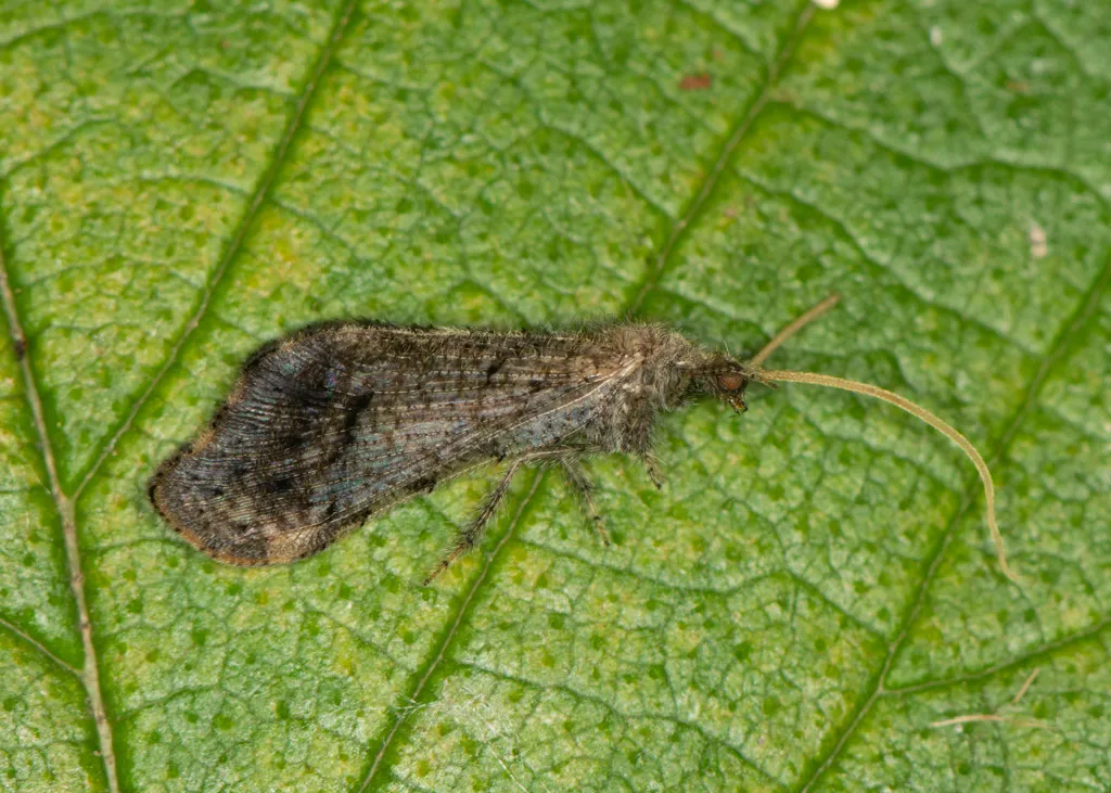 Lomamyia banksi - photo 3