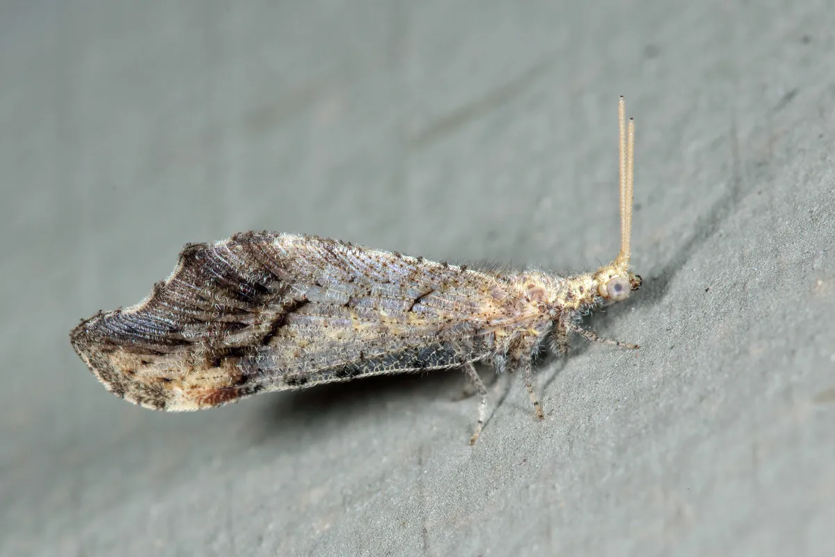 Lomamyia flavicornis - photo 3