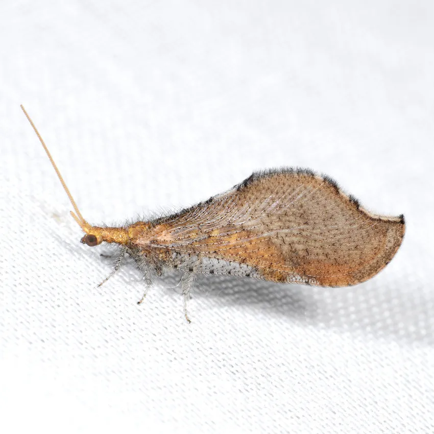 Lomamyia fulva - photo 3