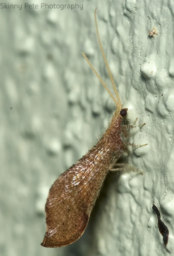 Lomamyia hamata - photo 2