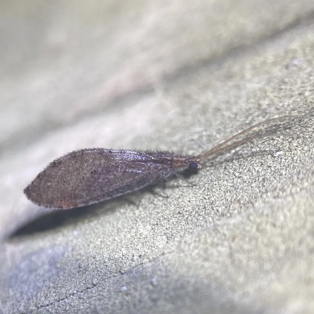 Lomamyia longicollis - photo 2