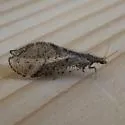 Lomamyia occidentalis