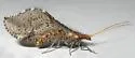 Lomamyia occidentalis - photo 4