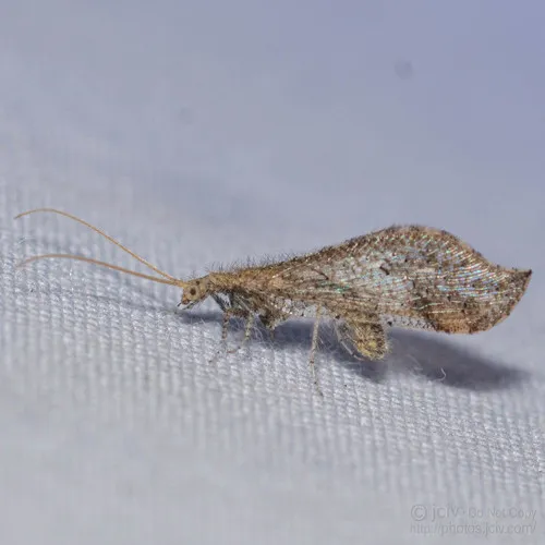 Lomamyia squamosa - photo 3