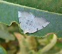 Lomographa elsinora - Hodges#6669