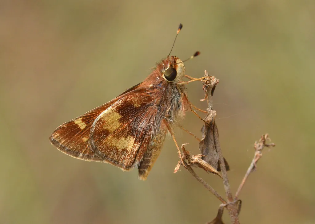 Umber Skipper - photo 3