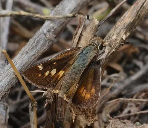 Umber Skipper - photo 5