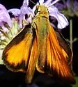 Taxiles Skipper - Hodges#4061