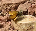 Taxiles Skipper - Hodges#4061 - photo 3