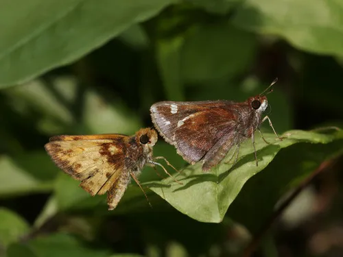 Zabulon Skipper - photo 4
