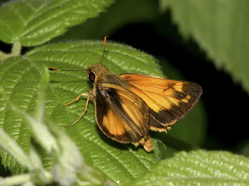 Zabulon Skipper - photo 5