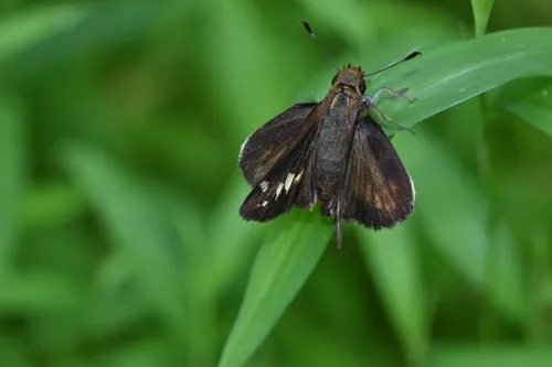 Zabulon Skipper - photo 6
