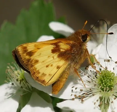 Zabulon Skipper - photo 7
