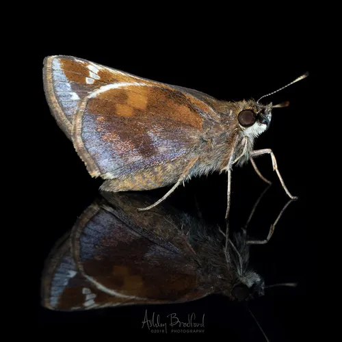 Zabulon Skipper - photo 8