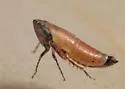 Lonatura bicolor