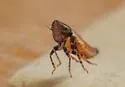 Lonatura bicolor - photo 3