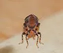 Lonatura bicolor - photo 4