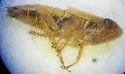Lonatura megalopa - photo 3