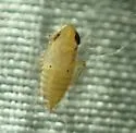 Lonatura notata