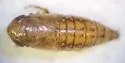 Lonatura salsura