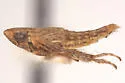 Lonatura ventralis
