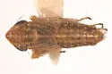 Lonatura ventralis - photo 2