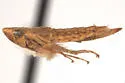 Lonatura ventralis - photo 3