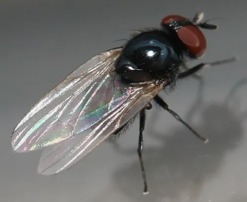 Lonchaea chorea
