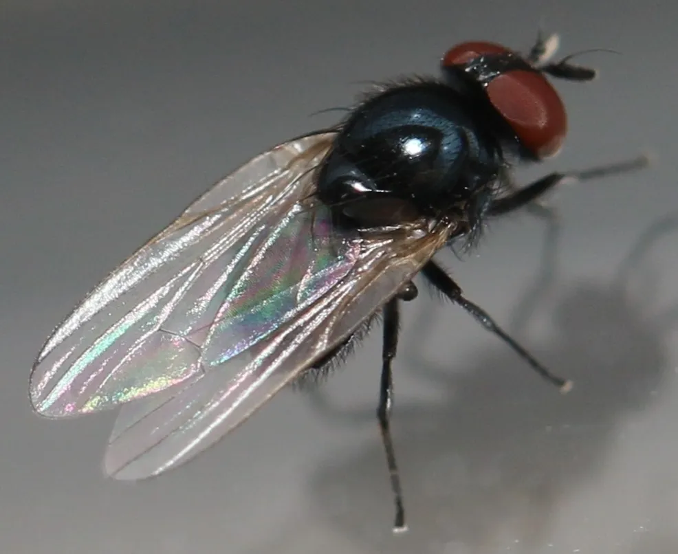 Lonchaea chorea - photo 2