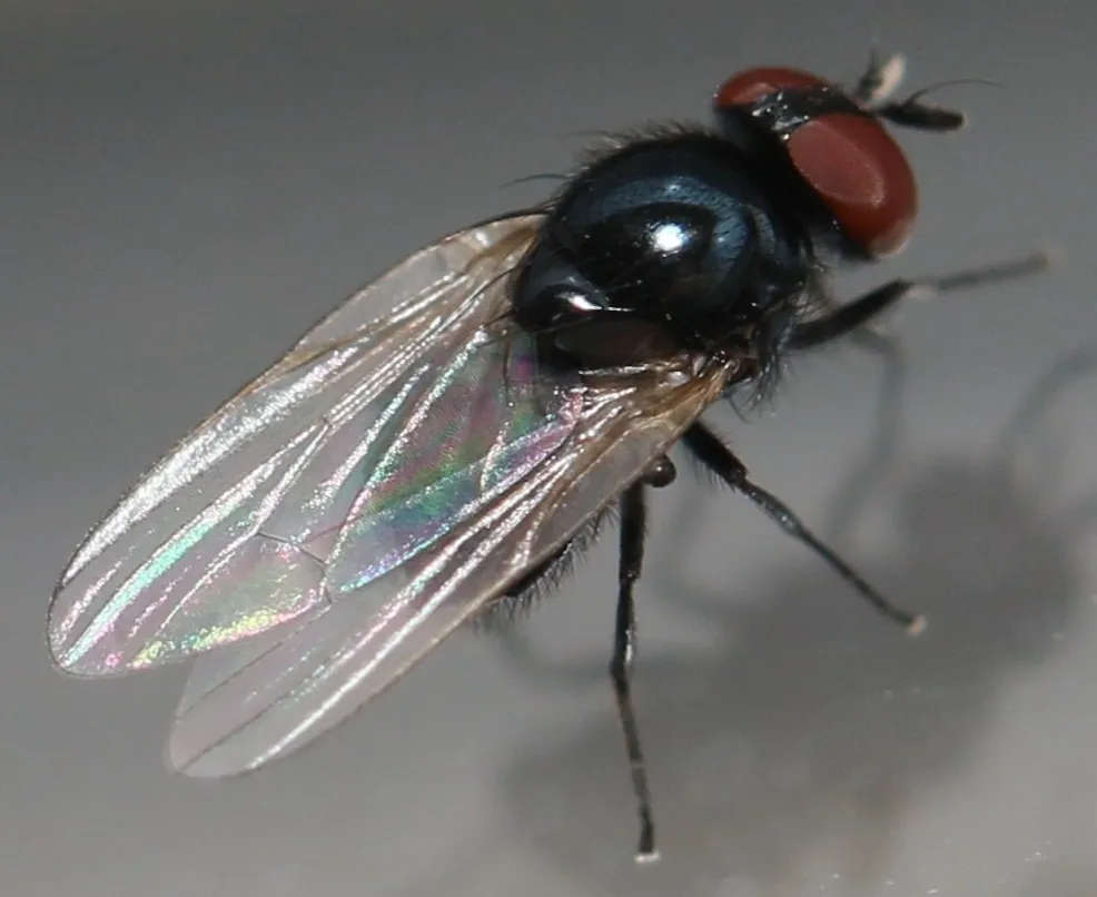 Lonchaea chorea - photo 3