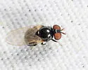 Lonchaea ignicornis - photo 2