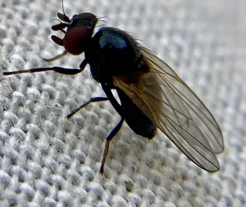 Lonchaea palposa