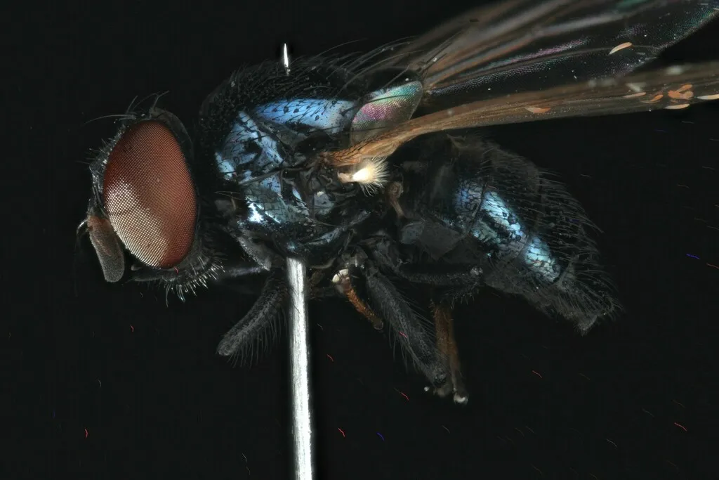 Lonchaea polita