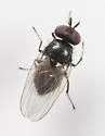 Lonchaea populnea