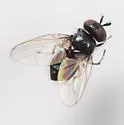 Lonchaea populnea - photo 2