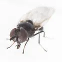Lonchaea populnea - photo 4